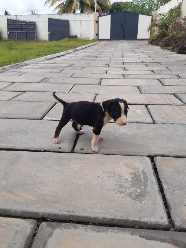 Mixed breed - 4 - Dogs  on Aster Vender