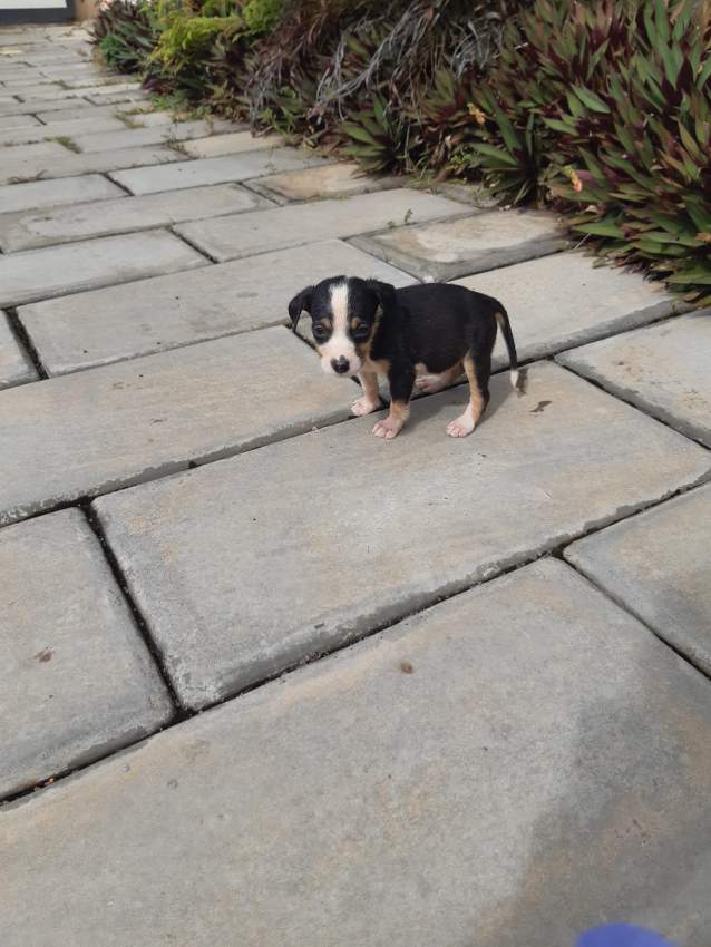 Mixed breed - 2 - Dogs  on Aster Vender