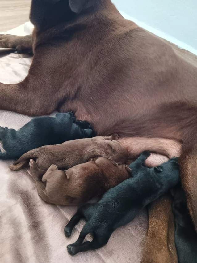 Labrador - 1 - Dogs  on Aster Vender