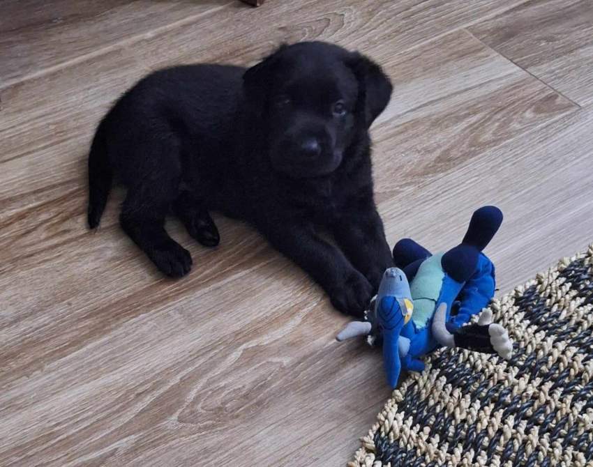 Labrador on Aster Vender