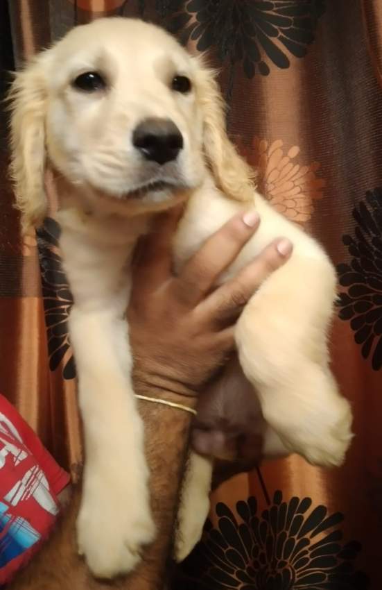 Pure golden retriever 3 months old already vaccinated and dewormed - 1 - Dogs  on Aster Vender
