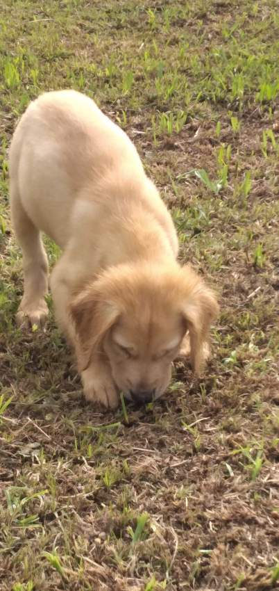 Pure golden retriever 3 months old already vaccinated and dewormed - 2 - Dogs  on Aster Vender