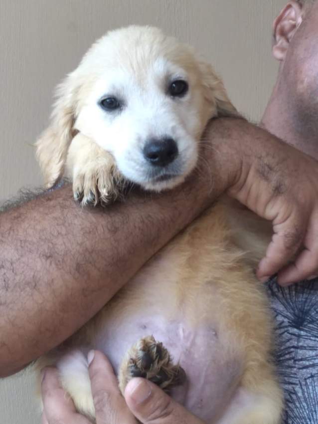 Pure golden retriever 3 months old already vaccinated and dewormed