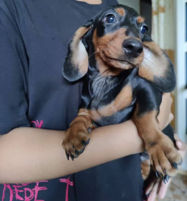 Teckel puppy - 2 - Dogs  on Aster Vender