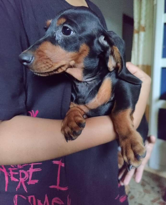 Teckel puppy - 1 - Dogs  on Aster Vender