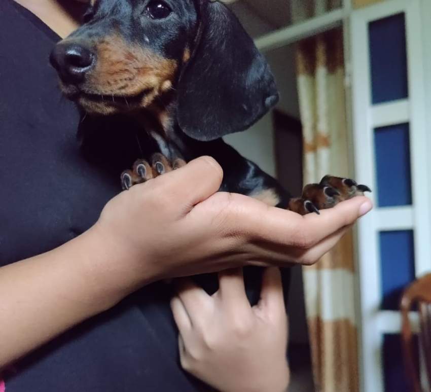 Teckel puppy on Aster Vender