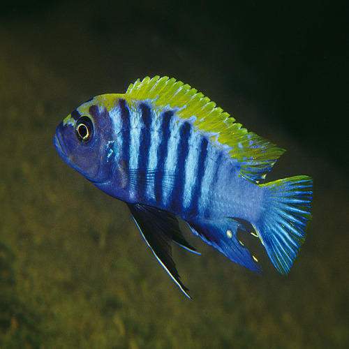 Female Ice blue cichclid  - 1 -  Aquarium fish  on Aster Vender