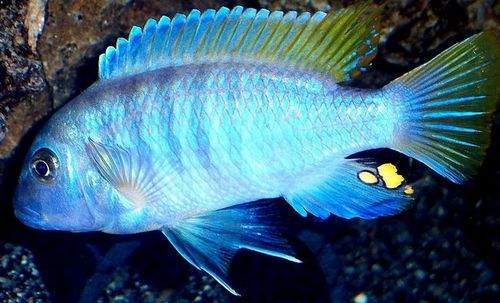Female Ice blue cichclid  - 0 -  Aquarium fish  on Aster Vender