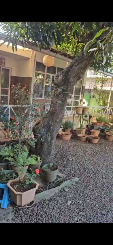 House and land for sale in Beau Bassin - 9 - House  on Aster Vender