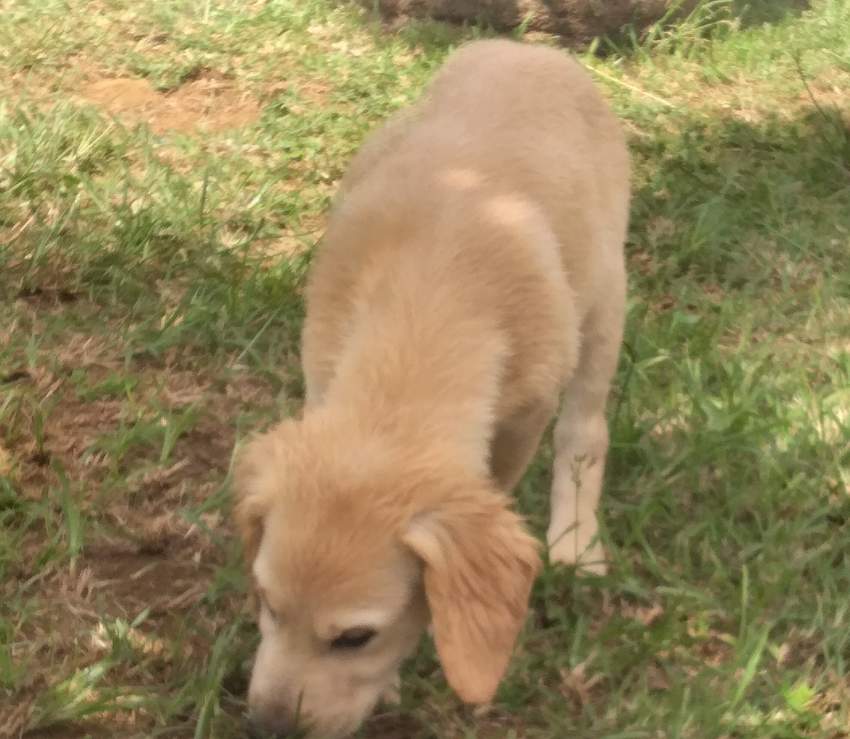Golden Retriever - 1 - Dogs  on Aster Vender