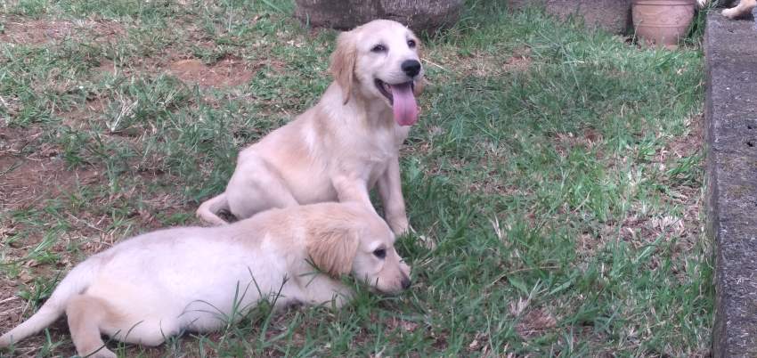 Golden Retriever - 3 - Dogs  on Aster Vender