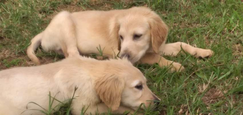 Golden Retriever - 2 - Dogs  on Aster Vender