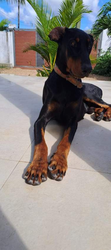 Doberman pure breed - 0 - Dogs  on Aster Vender