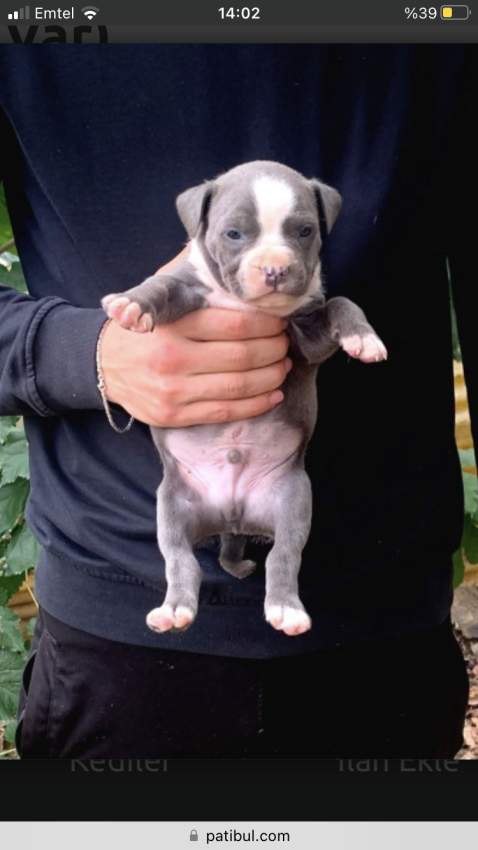 Amstaff puppies on Aster Vender
