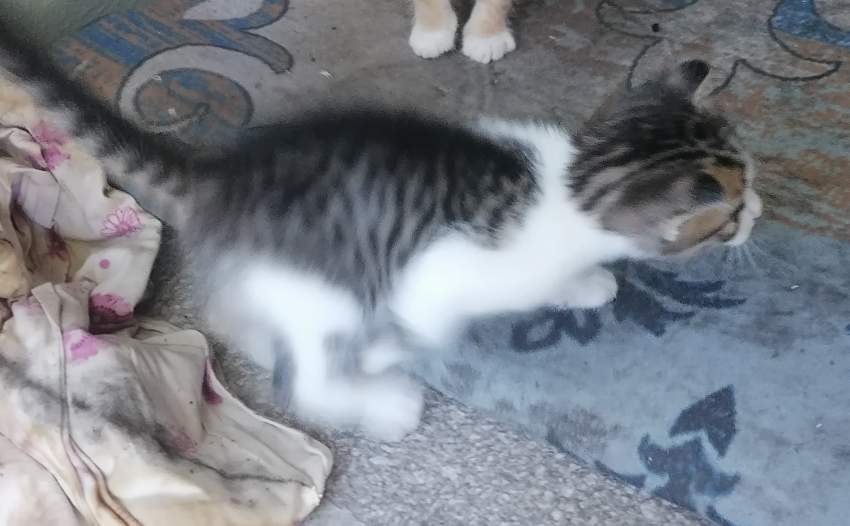one cute kitten , two months old. - 0 - Cats  on Aster Vender