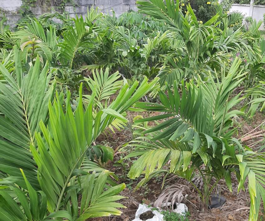 Palm tree (manilla) on Aster Vender