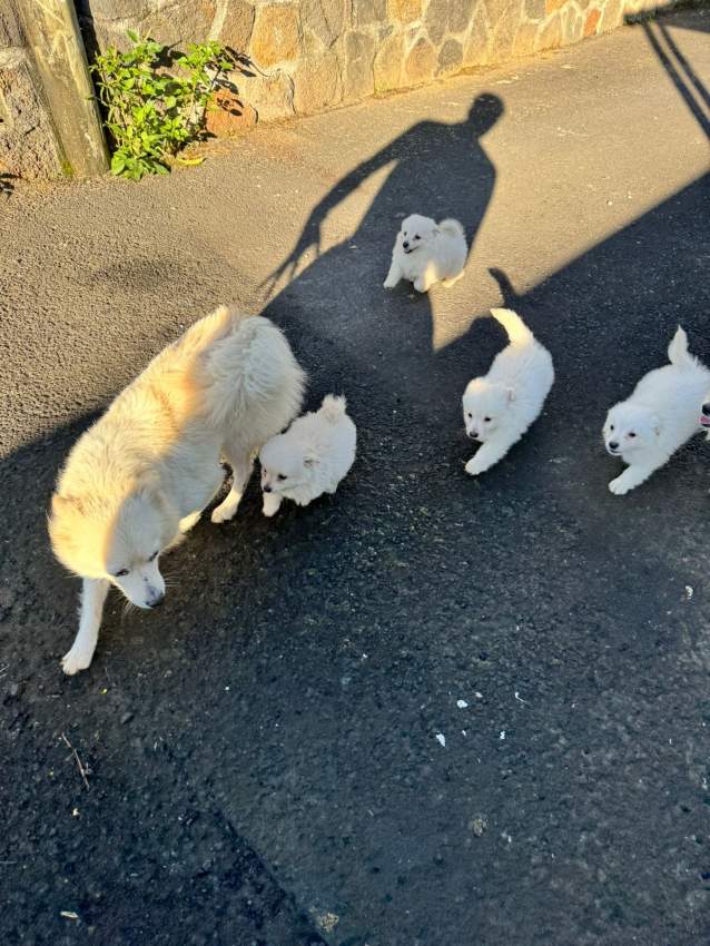 White German spitz - 0 - Dogs  on Aster Vender