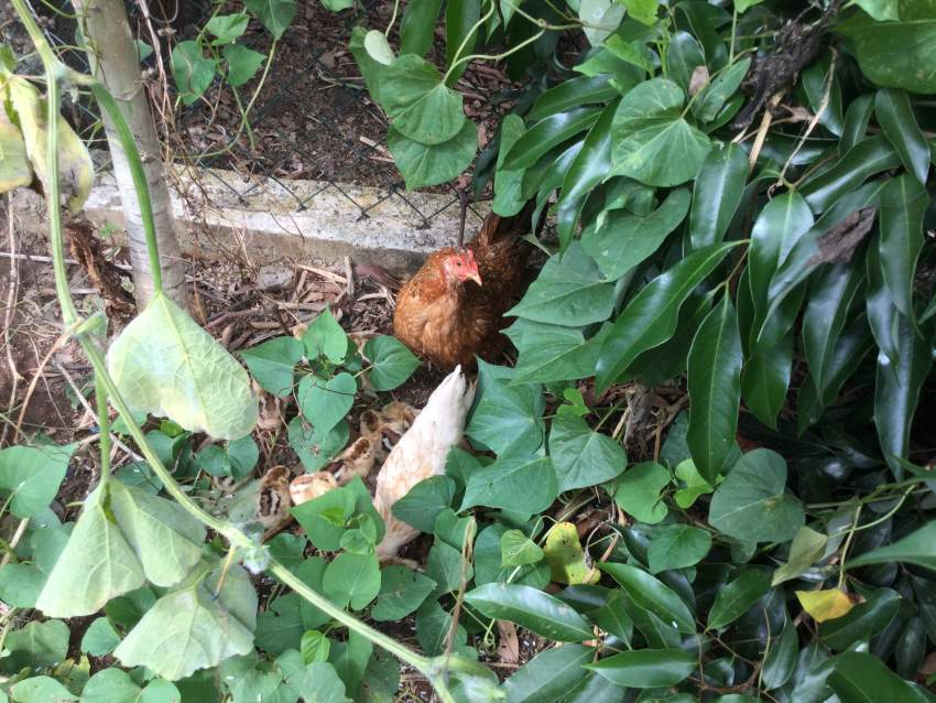 Poule on Aster Vender