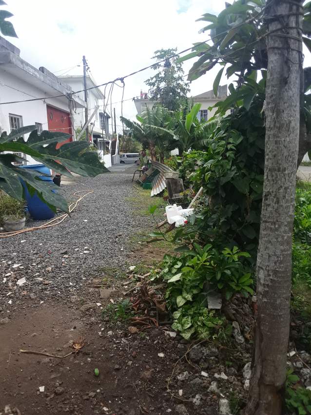 25 PERCHES SOLFERINO VACOAS on Aster Vender