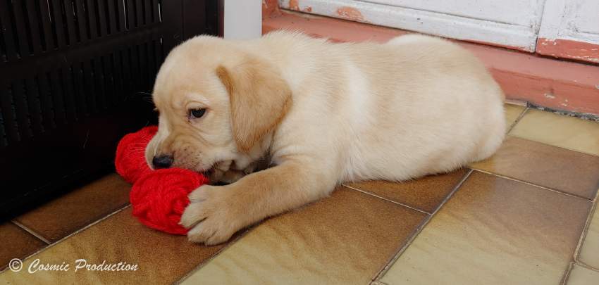 Purebred Labrador Puppies For Sale - 5 - Dogs  on Aster Vender