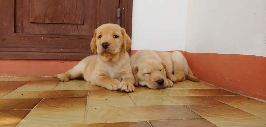 Purebred Labrador Puppies For Sale - 6 - Dogs  on Aster Vender