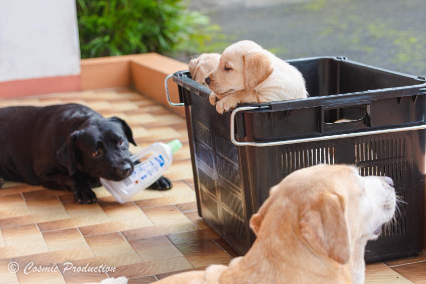 Purebred Labrador Puppies For Sale - 3 - Dogs  on Aster Vender