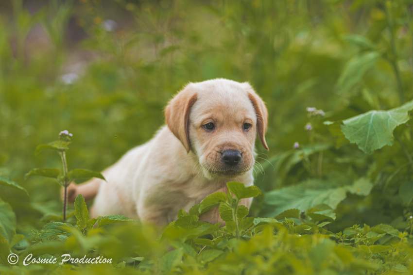 Purebred Labrador Puppies For Sale - 7 - Dogs  on Aster Vender
