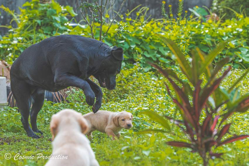 Purebred Labrador Puppies For Sale - 2 - Dogs  on Aster Vender