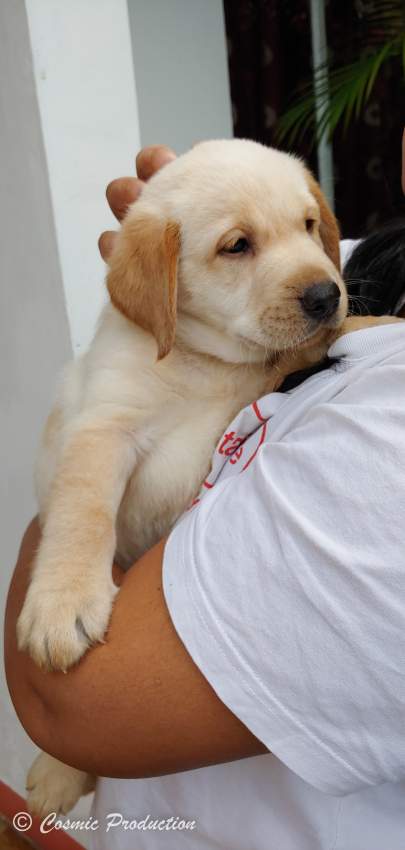 Purebred Labrador Puppies For Sale - 4 - Dogs  on Aster Vender