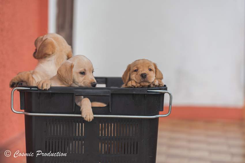 Purebred Labrador Puppies For Sale - 1 - Dogs  on Aster Vender