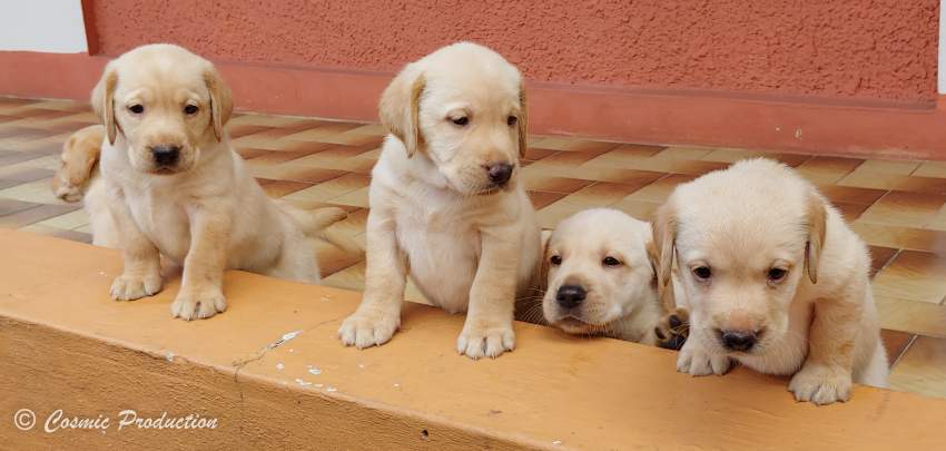 Purebred Labrador Puppies For Sale - 0 - Dogs  on Aster Vender