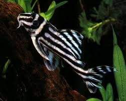 pleco species  for good  homes  - 0 -  Aquarium fish  on Aster Vender