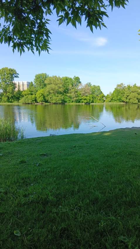 Shirt on Aster Vender