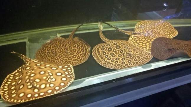 we  have  the  following stingrays  for  sale - 0 -  Aquarium fish  on Aster Vender
