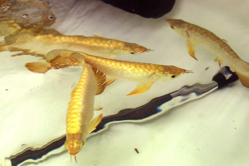 arowana species  for good  homes - 0 -  Aquarium fish  on Aster Vender