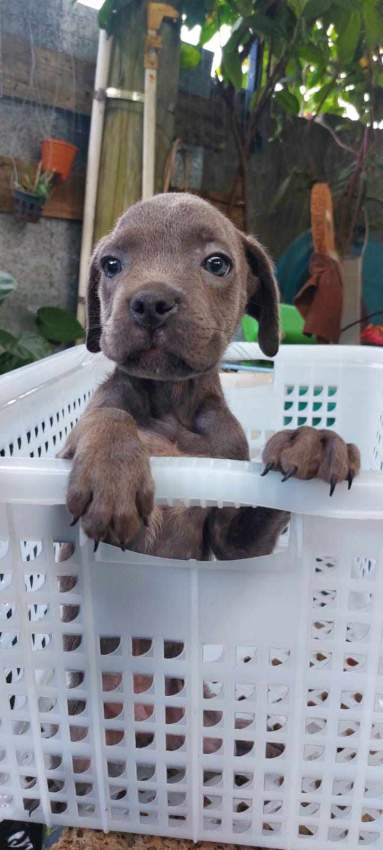 Chiot teckel marron on Aster Vender