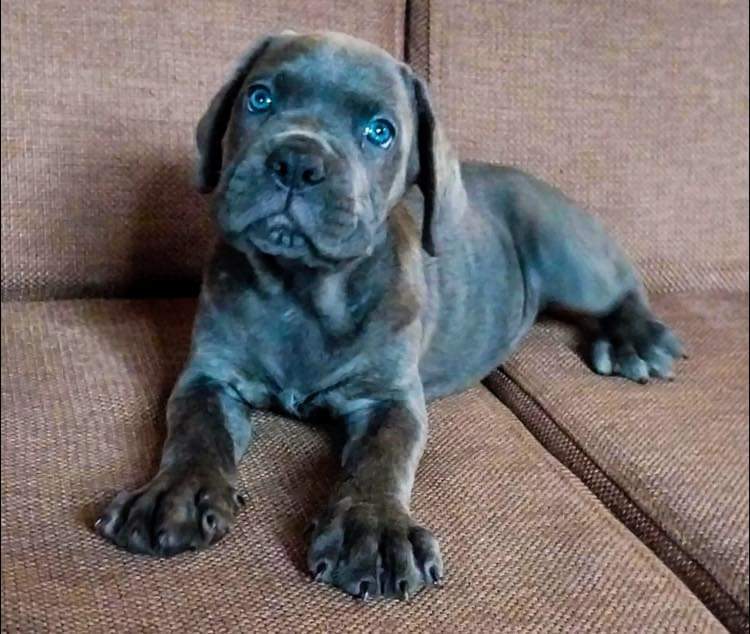 Blue cane corso puppy on Aster Vender