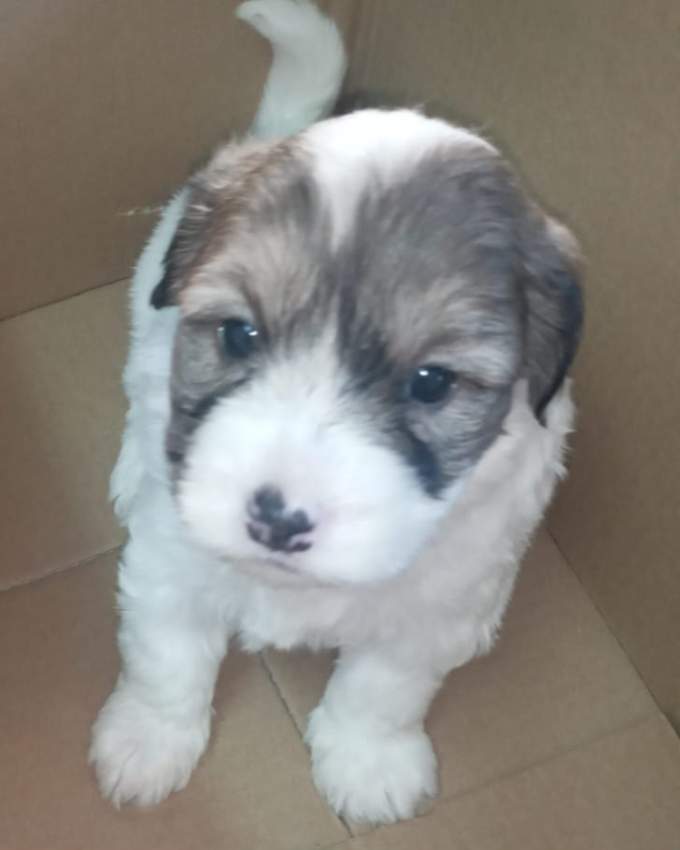 Griffon nain pur sang a vendre on Aster Vender