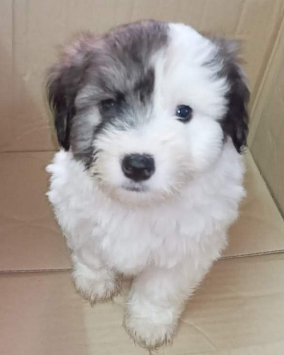 Griffon nain pur sang a vendre on Aster Vender