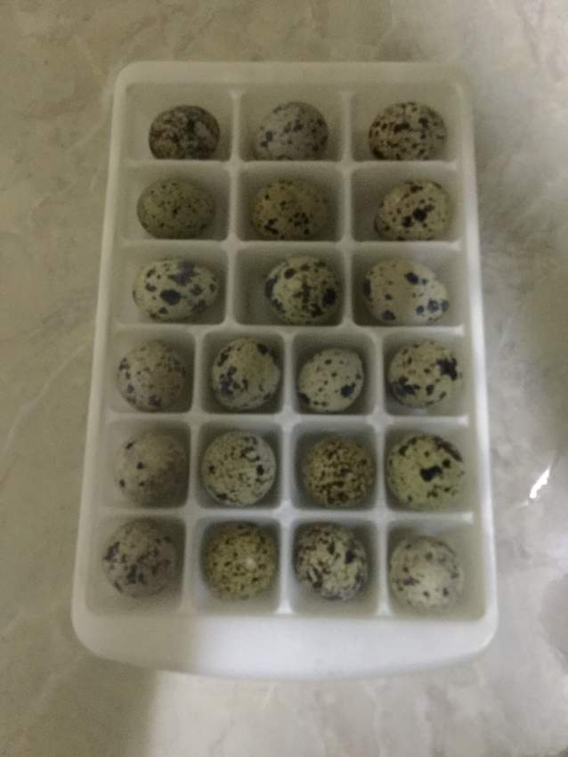 Œufs de caille / quail eggs on Aster Vender