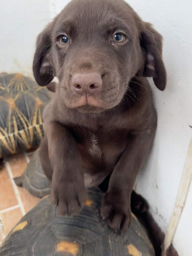 Pure Breed English Labrador Puppy on Aster Vender