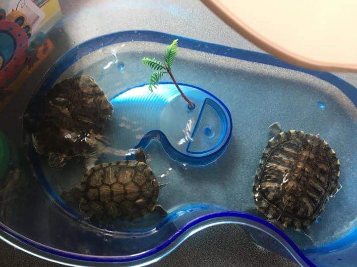 Tortue  - 0 - Turtles  on Aster Vender