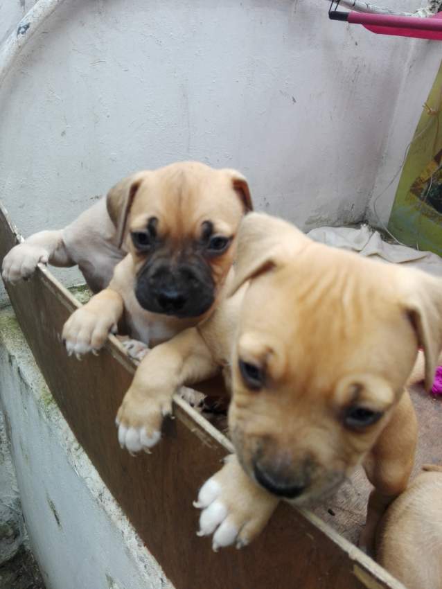 Amstaff for sale on Aster Vender