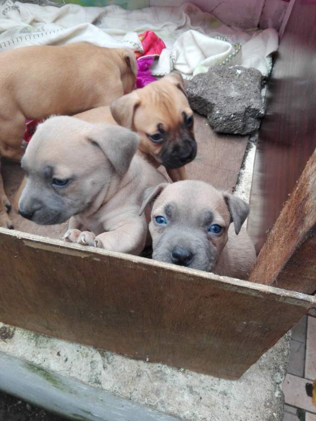 Amstaff for sale - 1 - Dogs  on Aster Vender
