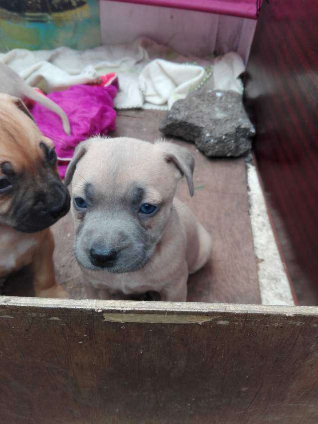 Amstaff for sale - 3 - Dogs  on Aster Vender