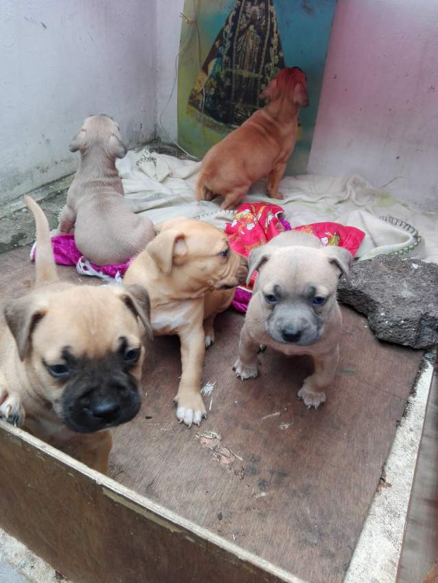 Amstaff for sale - 2 - Dogs  on Aster Vender