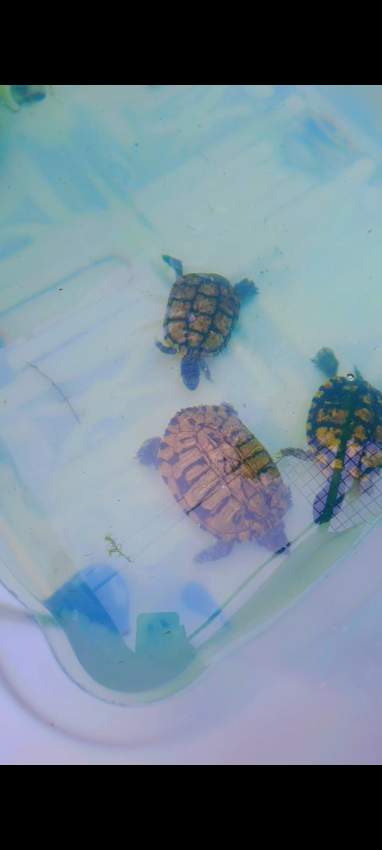 Turtle on Aster Vender