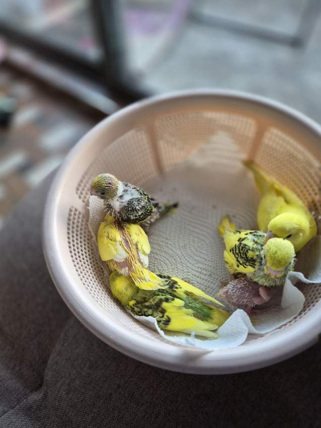 “Budgies are not only birds you feed, but lifelong companions indeed.” - 7 - Birds  on Aster Vender