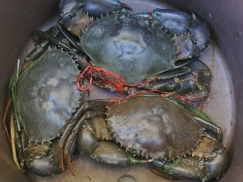 Seafoods - 0 - Other foods and drinks  on Aster Vender