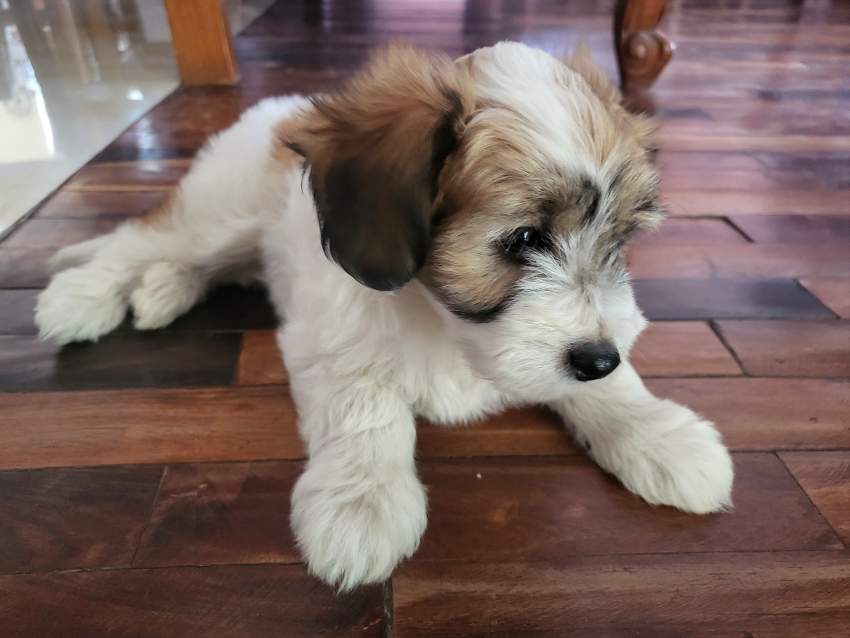 Female Griffon Nain Pure sang on Aster Vender